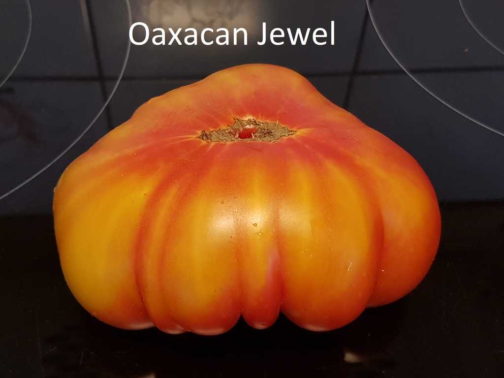 Oaxacan Jewel
